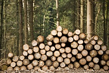 Почти 40 регионов России увеличили доход от использования леса