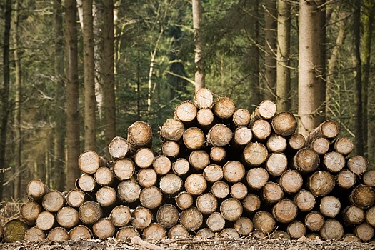 Почти 40 регионов России увеличили доход от использования леса