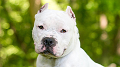 Владельцев собак предупредили об опасности купирования ушей и хвостов