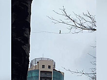 В Петербурге канатоходец прошел между двумя высотками