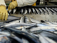Производители рыбной продукции просят льготные кредиты и снятие эмбарго