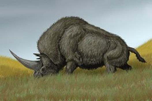 Ставропольцам предложили придумать имя для ископаемого носорога