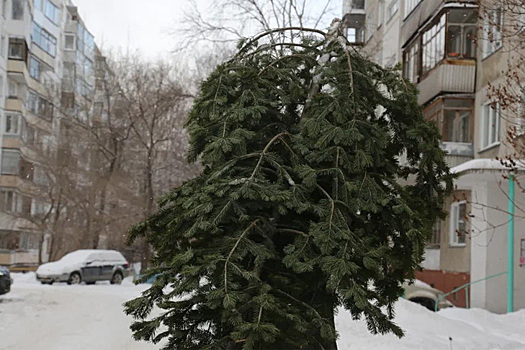 Елки в Новосибирске зальют розовой химией