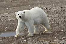 В Арктике начали снимать фильм о белых медведях