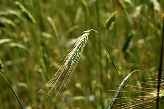 Волгоградские аграрии отправили в Иран 5 партий ячменя