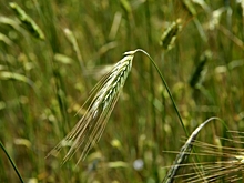 Волгоградские аграрии отправили в Иран 5 партий ячменя