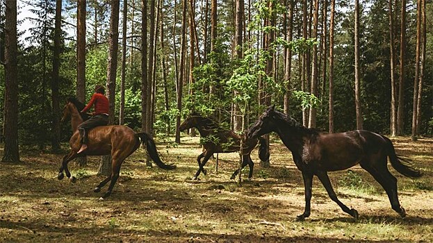 Норвежская история — фильм Ханса Петтера Муланда "Угоняя лошадей"