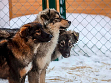 Мэр Кудрявцев рассказал о новом приюте для собак за 34 миллиона рублей