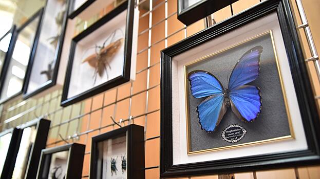 Мадагаскарских бабочек и гигантских жуков из Перу увидят вологжане на выставке в ДК «Речник»