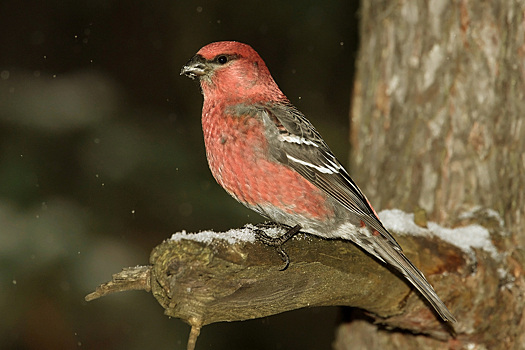 В Москве заметили птицу, которую не видели 113 лет