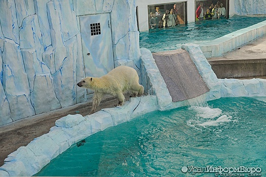 Белой медведице из зоопарка Екатеринбурга подобрали пару