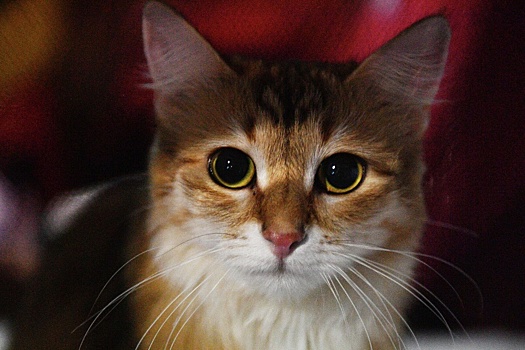 Стамбульские спасатели 12 часов спасали сбежавшую из переноски кошку россиянки