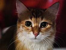 Стамбульские спасатели 12 часов спасали сбежавшую из переноски кошку россиянки