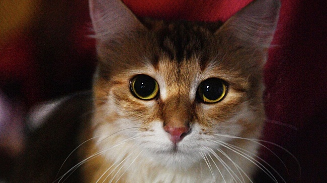 Стамбульские спасатели 12 часов спасали сбежавшую из переноски кошку россиянки