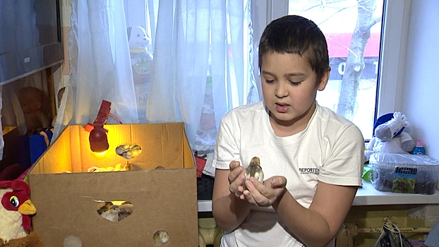 9-летний калининградец начал самостоятельно выводить цыплят, чтобы помочь родителям с ипотекой