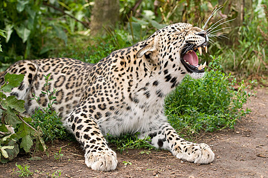 В поисках редкого леопарда в Северной Осетии установили фотоловушки