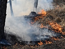 В лесах Новосибирска не произошло ни одного пожара с начала весенне-летнего сезона