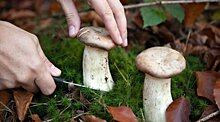 Эксперты рассказали об опасных грибах