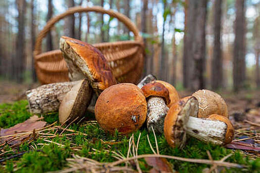 Токсиколог Водовозов рассказал, что в грибах могут копиться вредные вещества