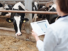 Минсельхоз призвал животноводов принять участие в разработке правил бонитировки скота