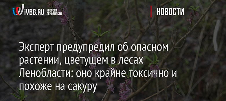 Эксперт предупредил об опасном растении, цветущем в лесах Ленобласти: оно крайне токсично и похоже на сакуру
