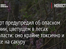 Эксперт предупредил об опасном растении, цветущем в лесах Ленобласти: оно крайне токсично и похоже на сакуру