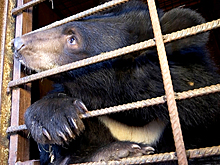 Медведица Маня из Приморья любит сладости и ищет новый дом