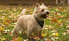 Керн-терьер: очень веселая и жизнерадостная порода маленьких собак родом из Шотландии