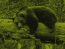 Ветеринары добрались в Диксон и достали у обессиленного медведя банку из пасти