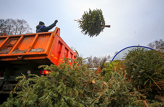 В Москве начался прием новогодних елок на утилизацию