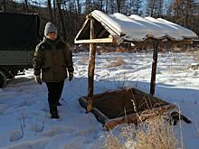 Кабан уничтожил фотоловушку и съел карту памяти в забайкальском заповеднике
