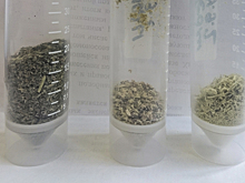 Биологически активные вещества из растений разделили и проанализировали