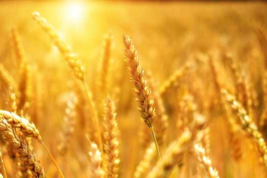 Аномальная жара может ударить по зерновым в России