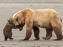 Фотомодели животного мира: 13 фаворитов конкурса фотографий дикой природы