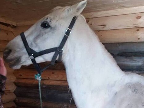 Хвалынский парк продал в Ульяновскую область трех «полицейских коней»