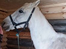 Хвалынский парк продал в Ульяновскую область трех «полицейских коней»