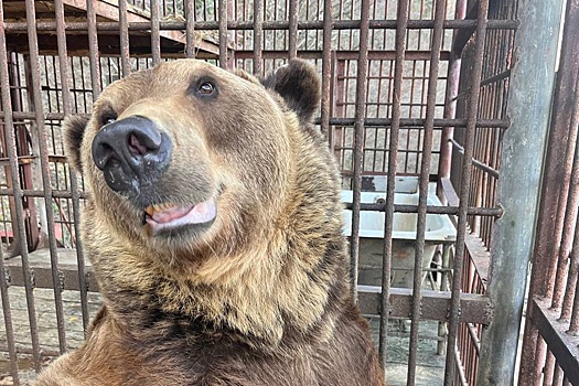 Как сложилась судьба зверей, едва не погибших в сочинском сафари-парке