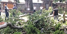 Россияне пострадали при падении ветки дерева в Азербайджане