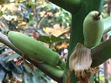 Плод папайи созрел в «Аптекарском огороде»