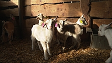 В Калининградской области начали выращивать коз зааненской и альпийской пород