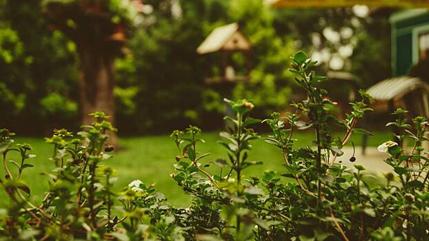 Какие цветы-однолетники можно посадить на даче в июле