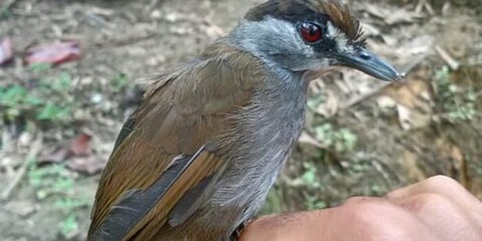 Исчезнувшую 160 лет назад птицу обнаружили в Индонезии