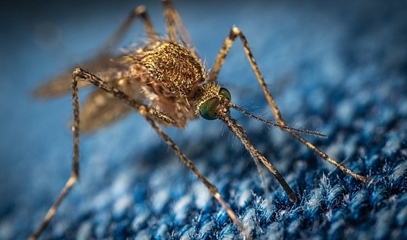 Установлено, что укусы комаров могут быть смертельно опасны