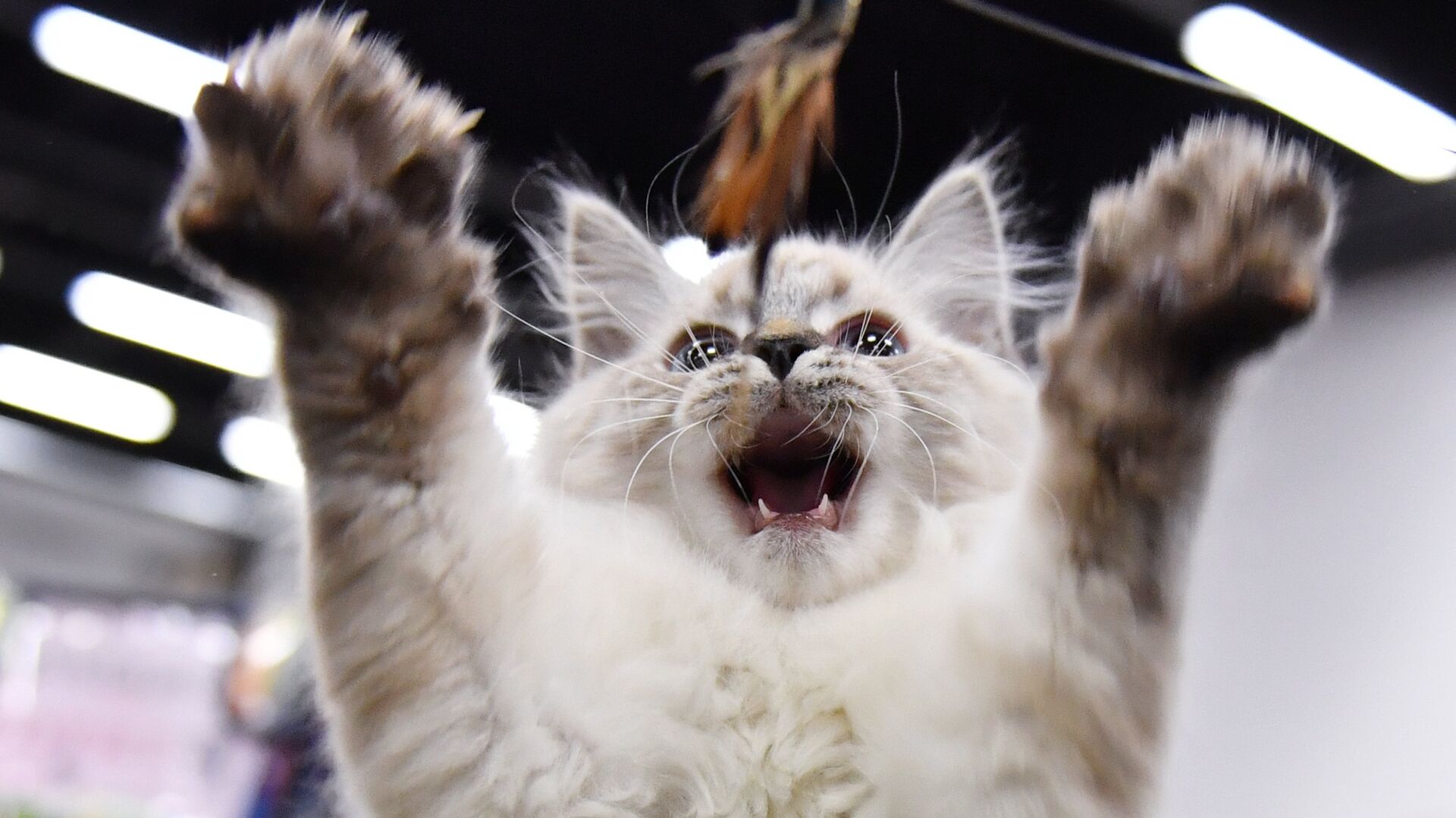 Появилось приложение, которое показывает здоровье кошки по фото