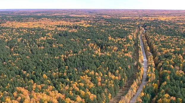 Четыре района Новосибирской области под угрозой лесных пожаров