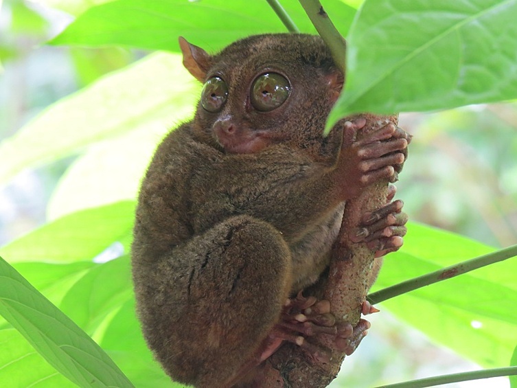 Животные живут преимущественно в кронах деревьев и начинают проявлять активность ночью.