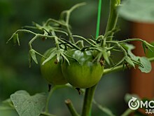 Гамак против лопаты - вечный спор дачников