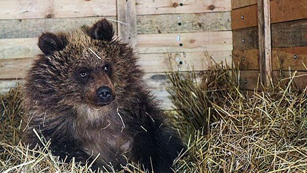 В 47 российских регионах действуют центры реабилитации диких животных