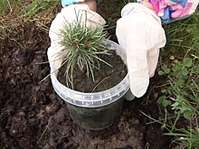 Калининградский фермер готов бесплатно предоставлять саженцы кедра детсадам