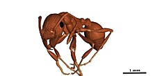 Останки древнейшего муравья нашли в балтийском янтаре